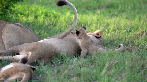 Playfull Lion Cub gets hit with a tail Stock Footage 204779674