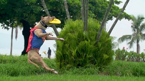 playfull pitbull red nose catchs ball Stock Video Pond5