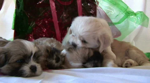 Playfull Puppies 스톡 동영상 87464