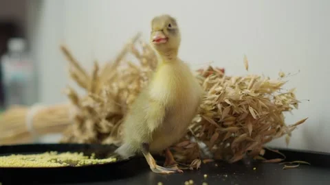 A Playfully Cute Duckling is Joyfully Exploring Its Beautiful and Vibrant Stock Footage 306257114