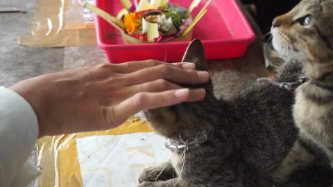 Playing with 2 cute kittens 스톡 동영상 199762588