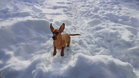 Playing and barking dog dachshund in the snow Stock Footage 100920366