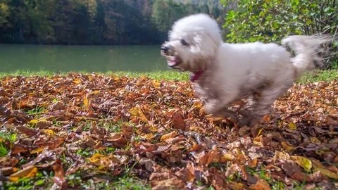 Playing and running over the leaves on a nice autumn day Stock Footage 83776565