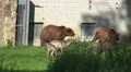 Playing and running Wolves and Brown Bears together in preserve HD Footage