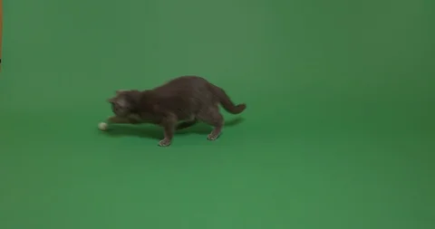 Playing with the ball Stock Footage 102963169