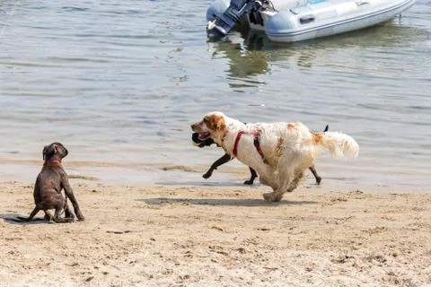 Playing on the beach Stock Photos