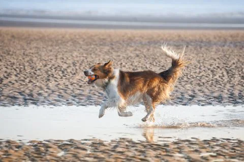 Playing on the beach Stock Photos