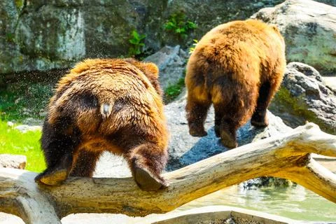 PLaying bears Stock Photos