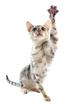 Playing bengal cat Stock Photos