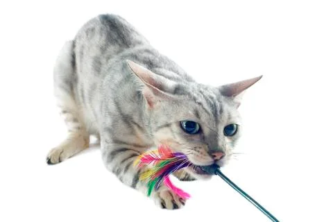 Playing bengal cat Stock Photos