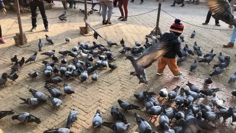 Playing with bird Stock-Footage 100616341