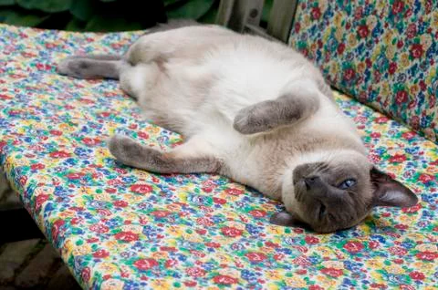 Playing blue point siamese Foto stock