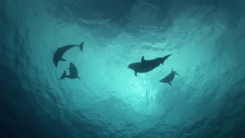 Playing Bottlenose Dolphins in clear blue water of the pacific ocean Stock Footage 84771298