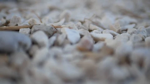 Playing with branch on pebble beach Stock Footage 112800977