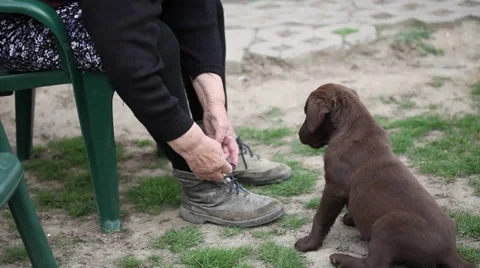 Playing brown puppy labrador 스톡 동영상 35473566