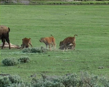 Playing buffalo calves Stock Footage 498993