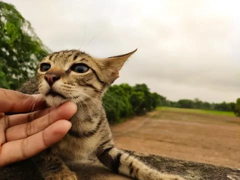 Playing with the cat, close up view Stock Photos