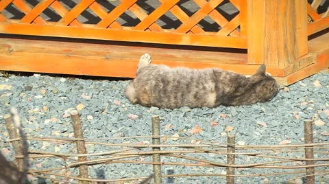 Playing cat Stockbeeldmateriaal 995503