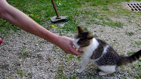 Playing with cat Stock Footage 37318946