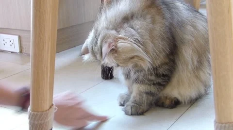 Playing cat Stock Footage 52724954