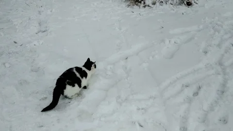 Playing cat Stock Footage 100337235