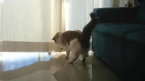 Playing Cat Stock Footage 134940451