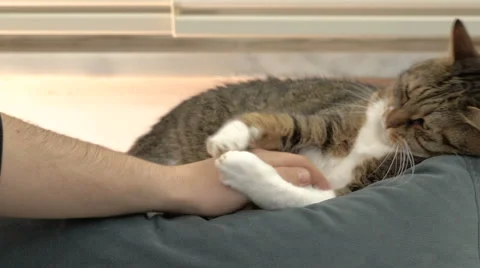 Playing Cat With Her Owner Hand Видео 68060021