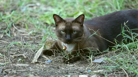 Playing with cat on nature. Stock Footage 77327234