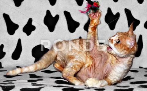 Playing cat Stock Photos