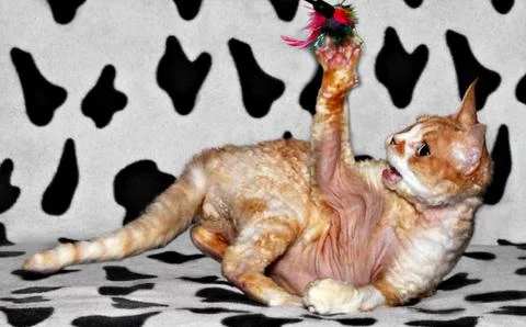 Playing cat Stock Photos