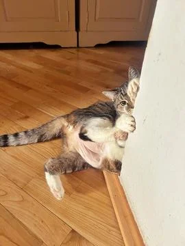 Playing cat Stock Photos