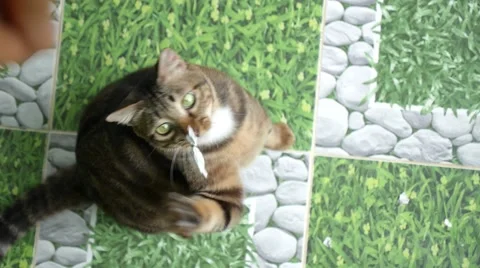 Playing with Cat. Slow Motion Stock Footage 61565602