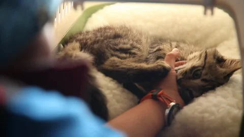Playing with cat in transporter box bitting hand Stock Footage 107760053