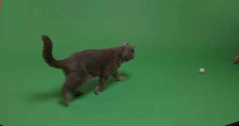 Playing catch with our cat supermodel Stock Footage 102972500