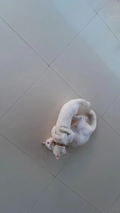 Playing Cats Stock Footage 324324112