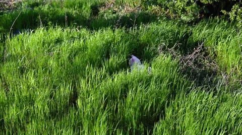 Playing Cats in High Grass Stock Footage 49287317