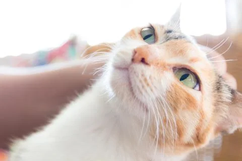 Playing with cats Foto stock