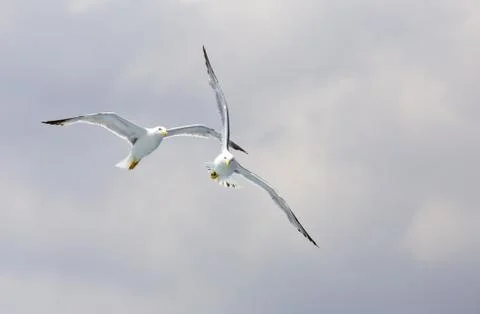 Playing in the clouds Stock Photos
