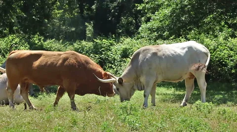 Playing cows Stock Footage 45730130