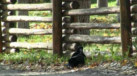 Playing crows Stockbeeldmateriaal 12666640