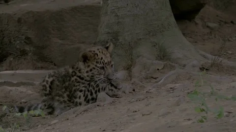 Playing cub of Amur leopard (Panthera pardus orientalis). Stock-Footage 75595108