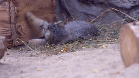 Playing cub of Pallas's cat Video stock 41239932
