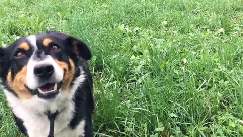 Playing with a cute dog Vidéo 96768508