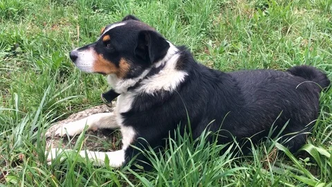 Playing with a cute dog Vidéo 96769102