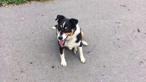 Playing with a cute dog Vidéo 96769132