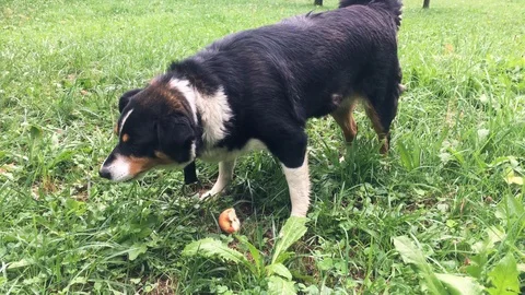 Playing with a cute dog 스톡 동영상 96769148