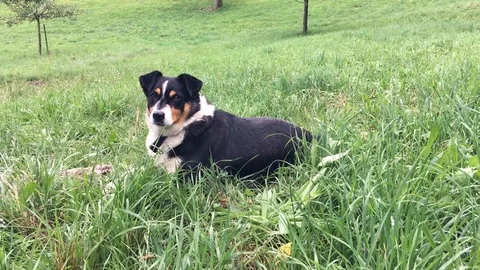 Playing with a cute dog Vidéo 96769168