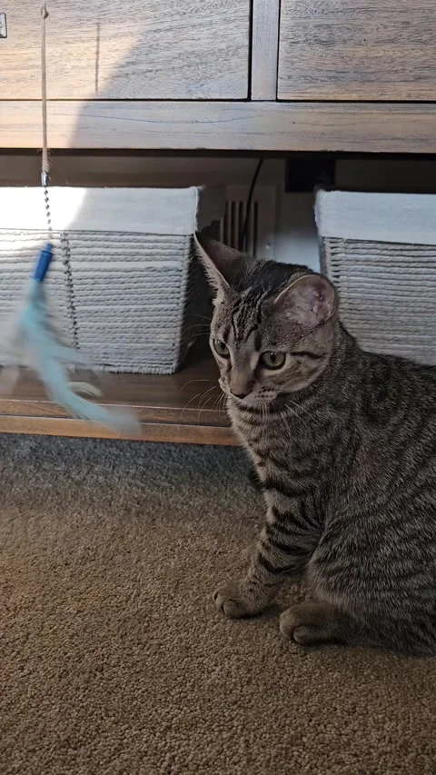 Playing with cute striped kitten with feather toy vertical video Stock Footage 335602178