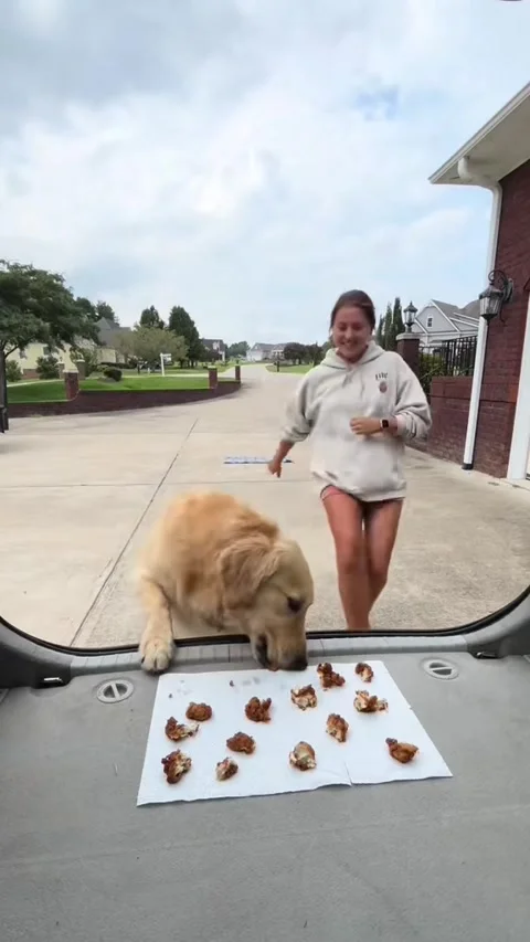 Playing a Delicious Game of Rock Paper Scissors With a Golden Retriever, North C Vídeo Stock 342072954