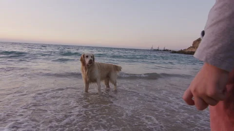 Playing with dog on the beach at sunset Stock Footage 225535956